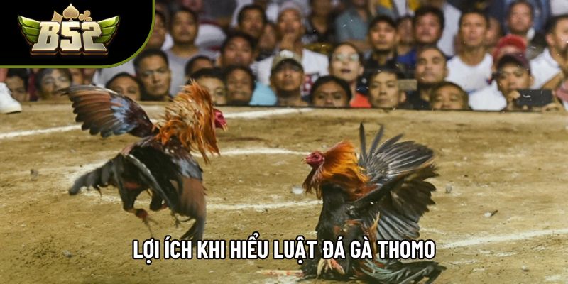 Lợi ích khi hiểu luật đá gà thomo Lợi ích khi hiểu luật đá gà thomo